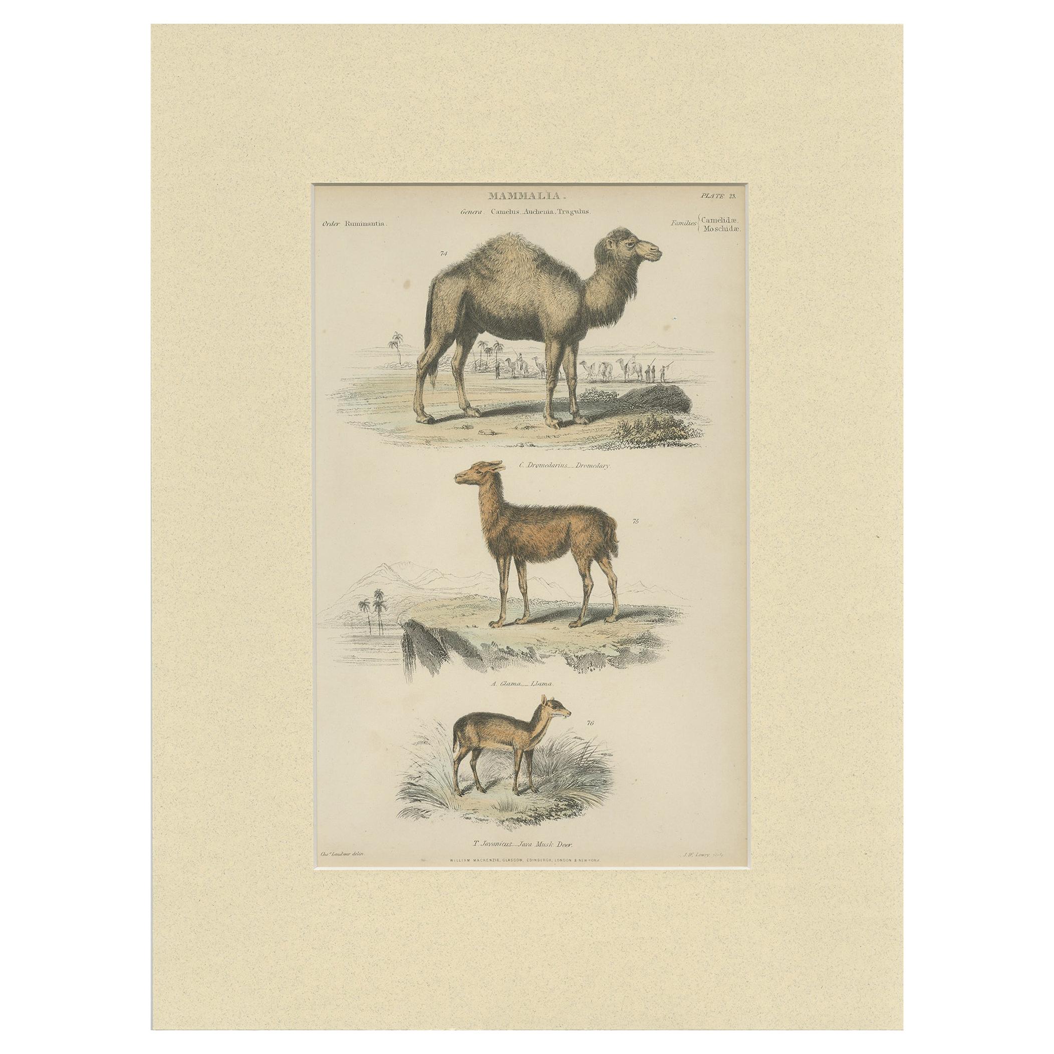 Pl. 23 Impression ancienne d'un dromadaire:: d'un lama et d'un cerf par Richardson 'circa 1860'