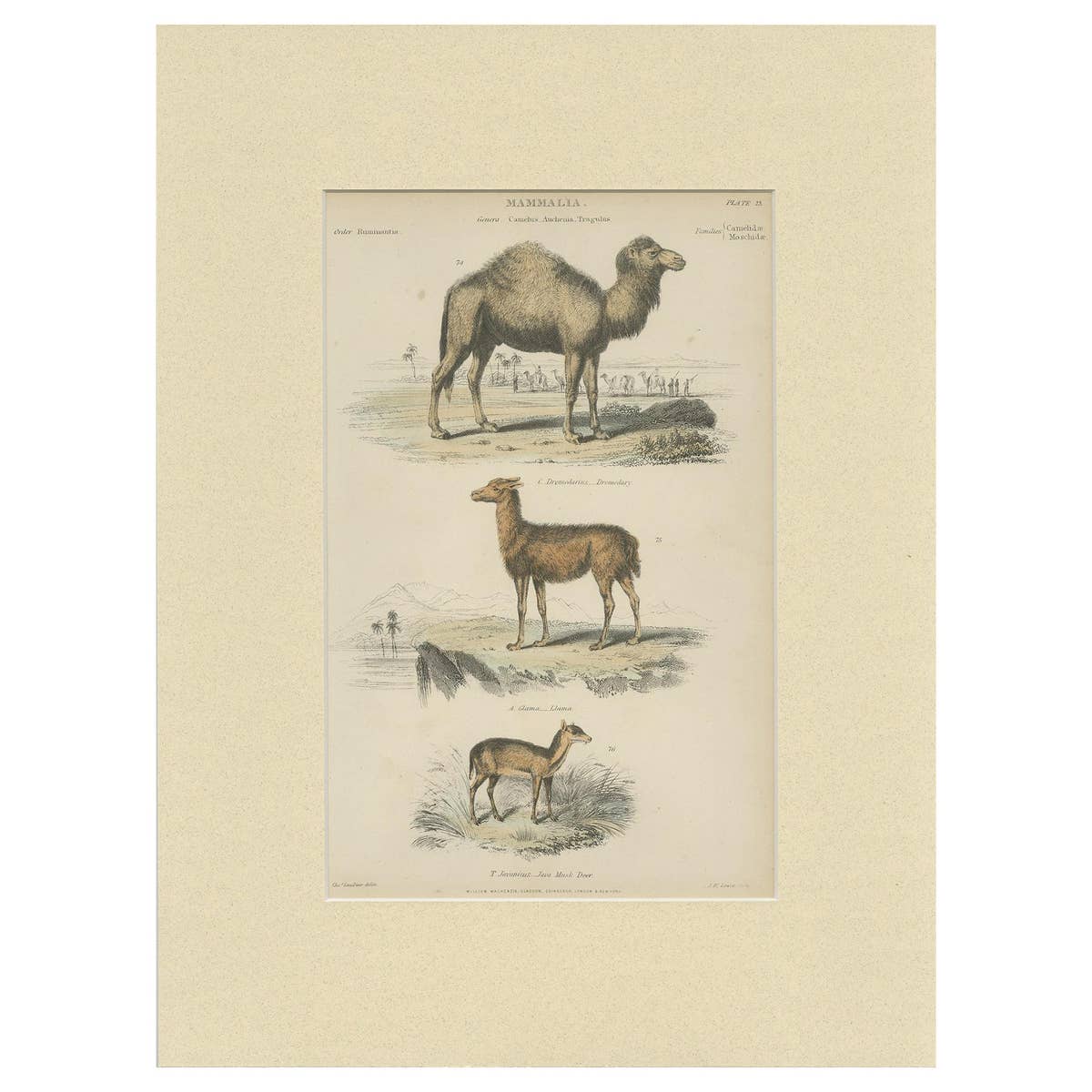 Pl. 23 Antique Print of a Dromedary, Lama and Deer by Richardson 'circa 1860'