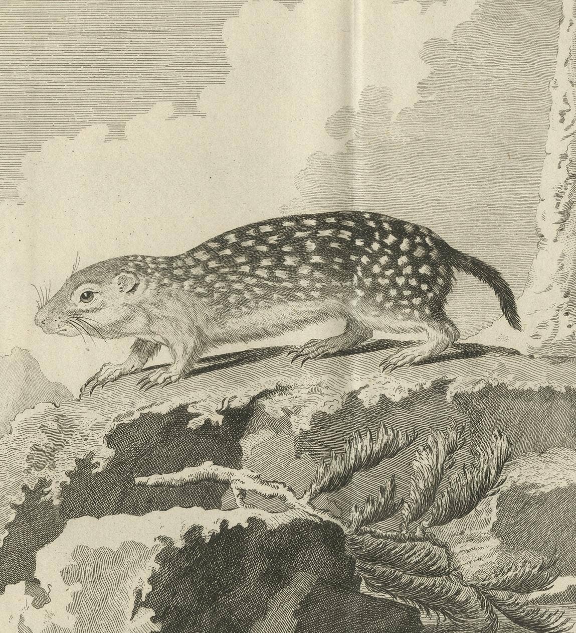 Pl. 24 Antique Print of a Rodent Species by Buffon 'circa 1770'