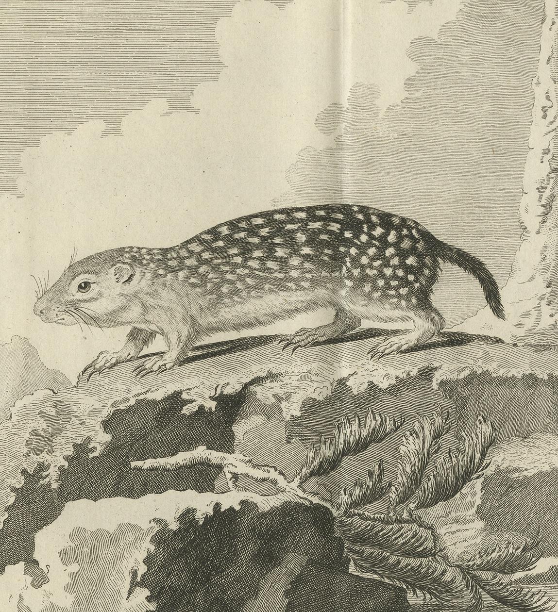 Pl. 24 Impression ancienne d'une espèce de rongeur par Buffon 'circa 1770' Bon état - En vente à Langweer, NL