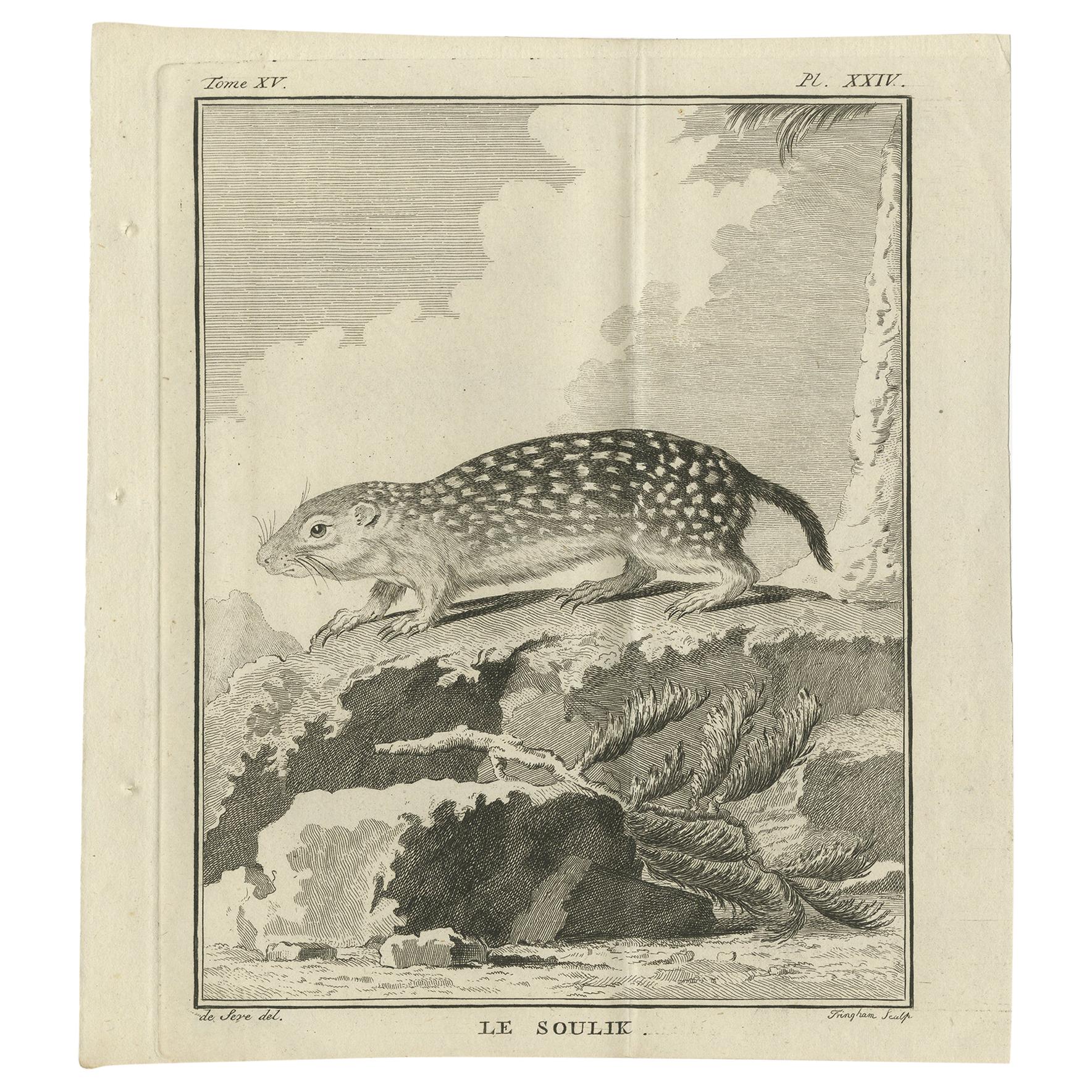 Pl. 24 Stampa antica di una specie di roditore di Buffon del 1770 circa. 24 Stampa antica di una specie di roditore di Buffon "circa 1770