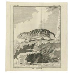 Pl. 24 Stampa antica di una specie di roditore di Buffon del 1770 circa. 24 Stampa antica di una specie di roditore di Buffon "circa 1770