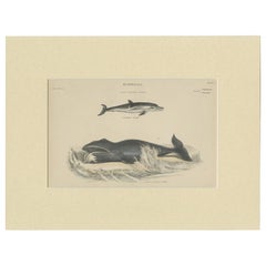 Pl. 28 Antique Print of a Dolphin and a Whale by Richardson 'circa 1860'