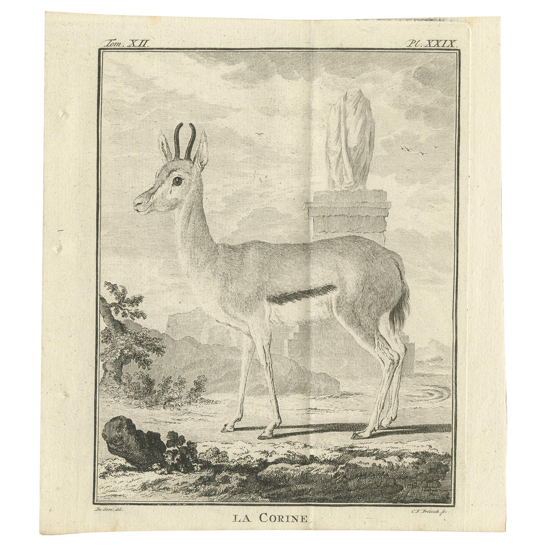Pl. 29 Stampa antica di una specie di antilope di Buffon, 1769 in vendita