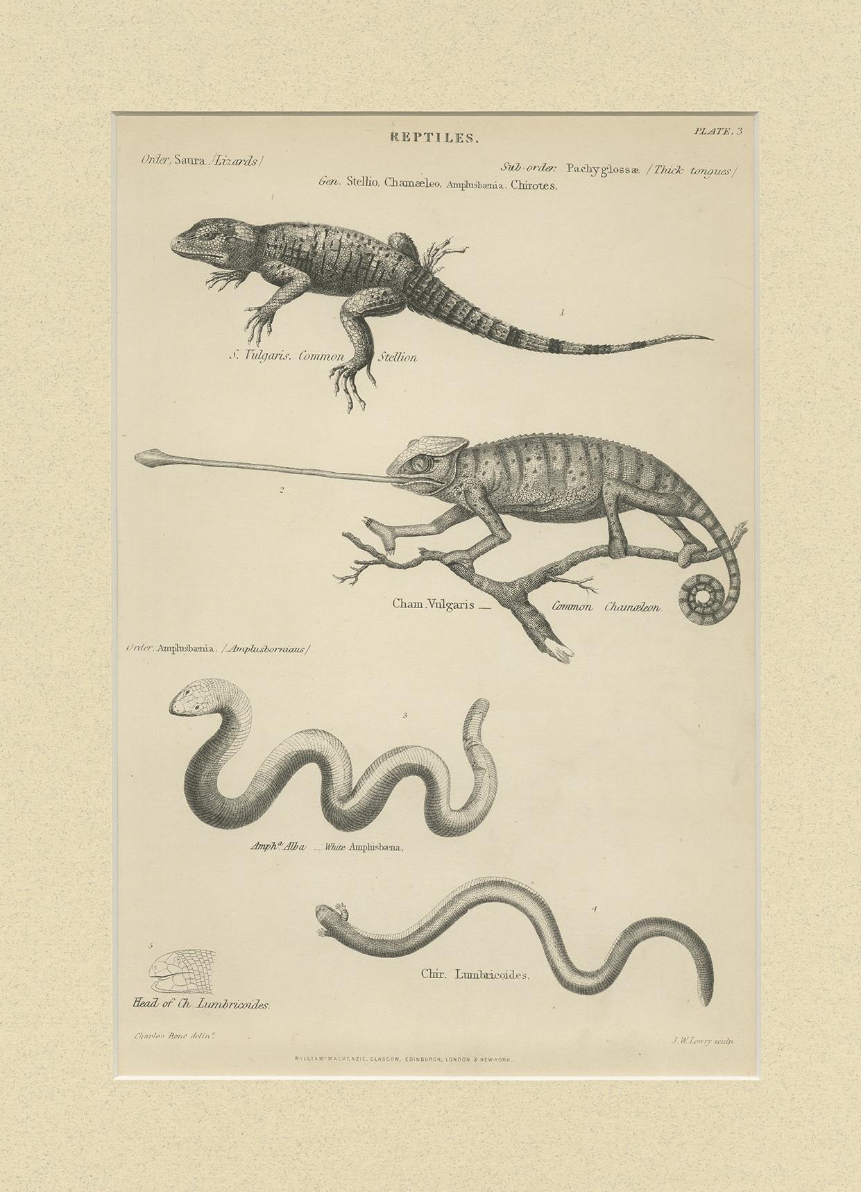 Antique print titled 'Reptiles'. Print of various reptiles (lizards) including the chameleon. This print originates from 'The Museum of Natural History' by John Richardson. Published by William Mackenzie.

Passepartout included.