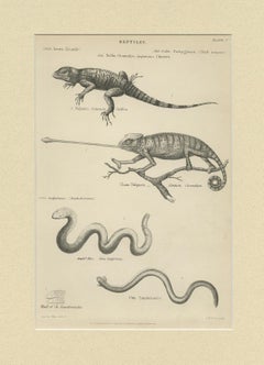 Pl. 3 Antique Print of Various Reptiles by Richardson, circa 1860