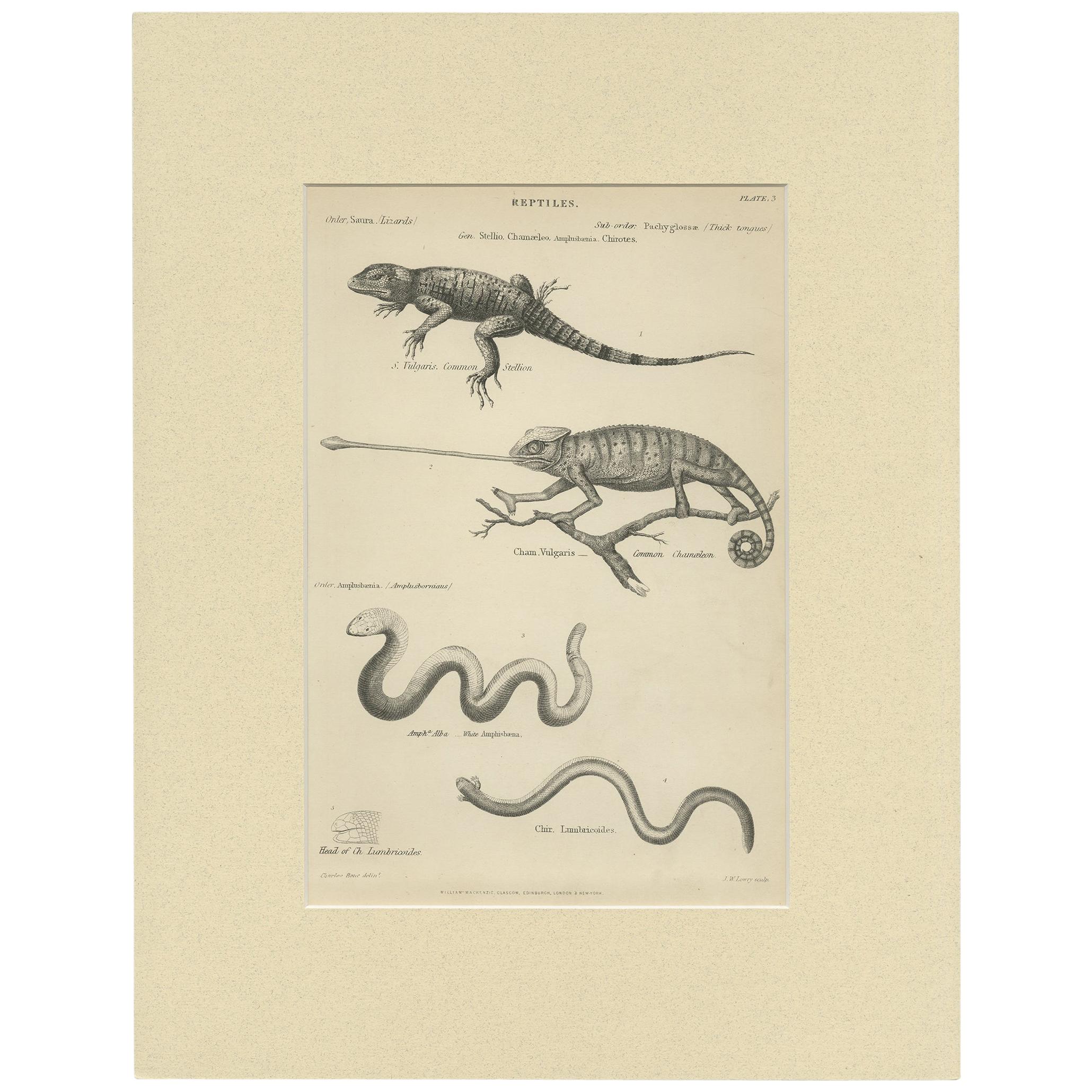 Pl. 3 Gravure ancienne de divers reptiles par Richardson, vers 1860