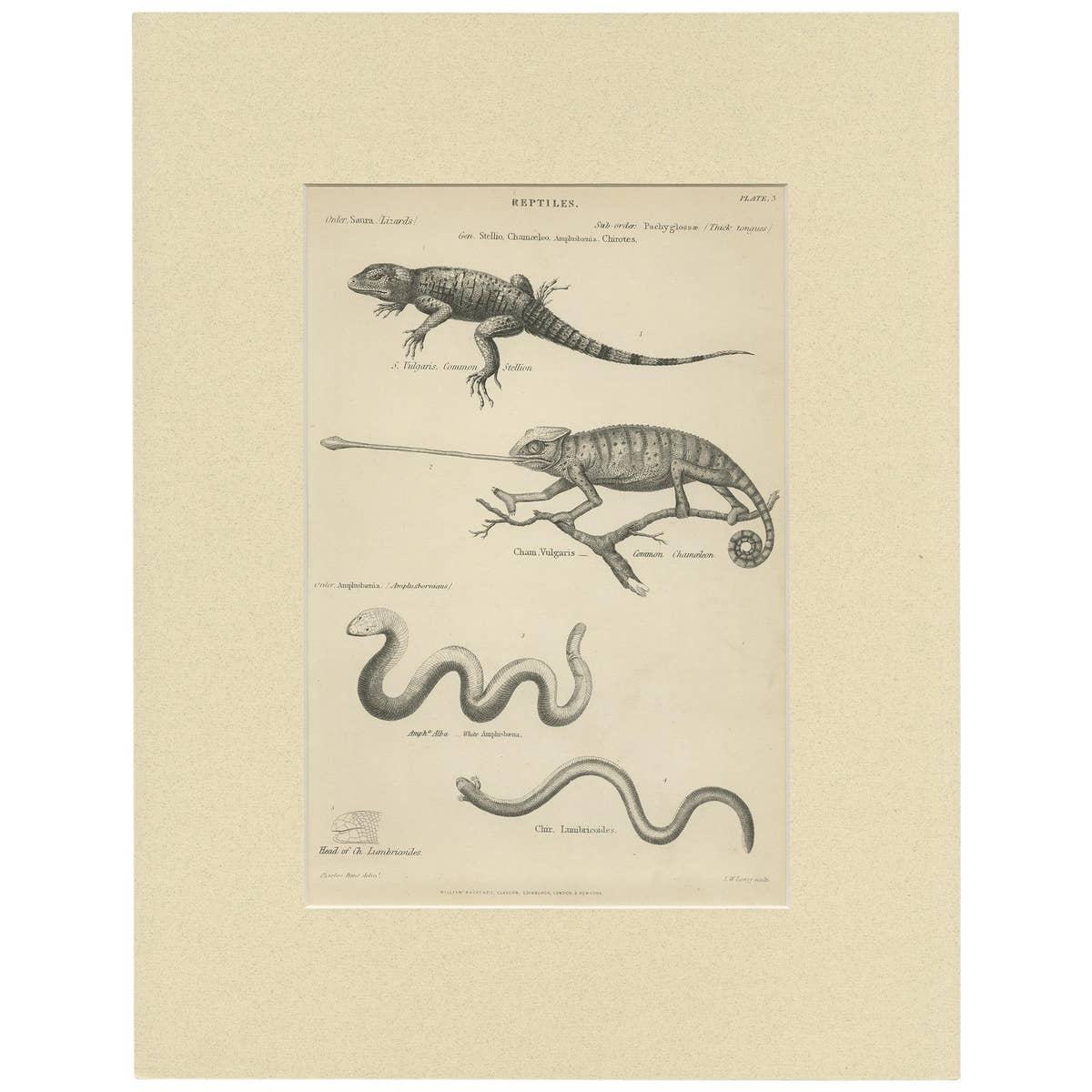 Pl. 3 Antique Print of Various Reptiles by Richardson, circa 1860