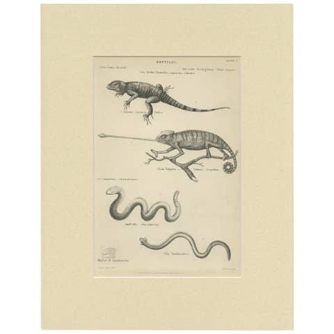 Pl. 3 Antique Print of Various Reptiles by Richardson, circa 1860
