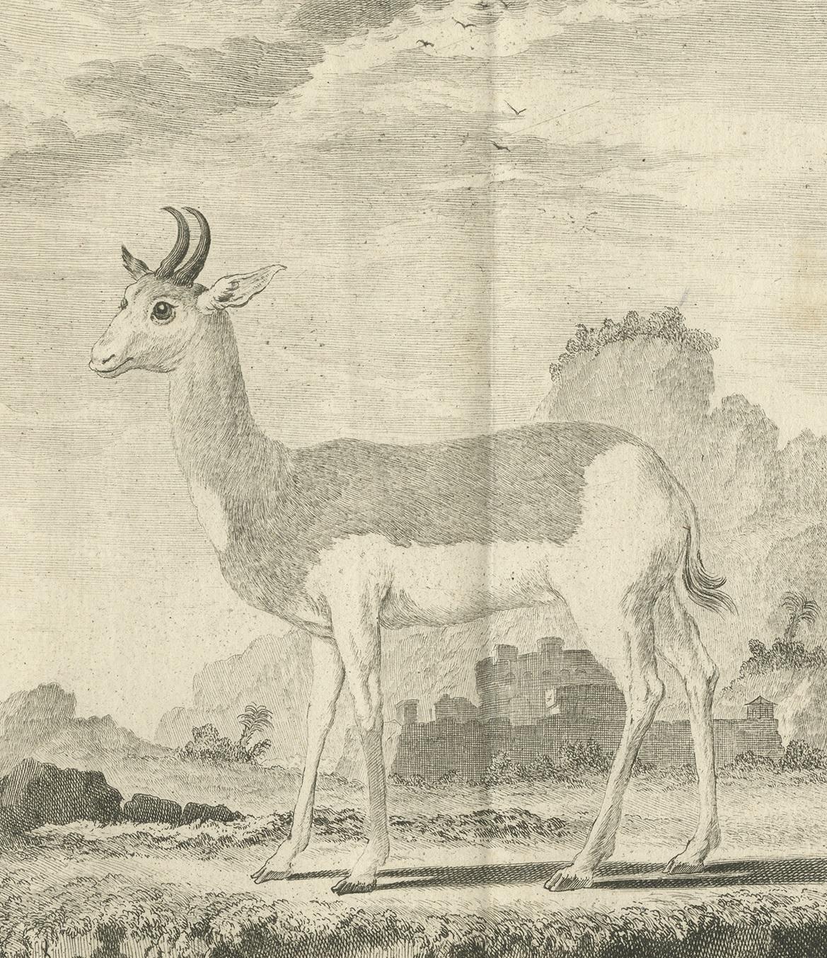 Grabado antiguo titulado 'Le Nanguer'. Grabado en cobre de una especie de antílope. Este grabado procede de la 