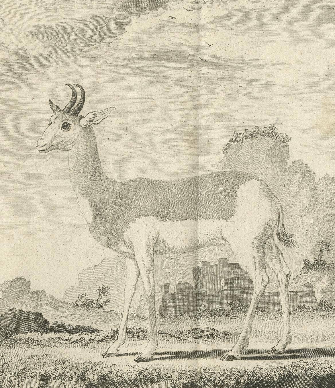 Pl. 36 Antique Print of an Antelope Species by Buffon, 1769