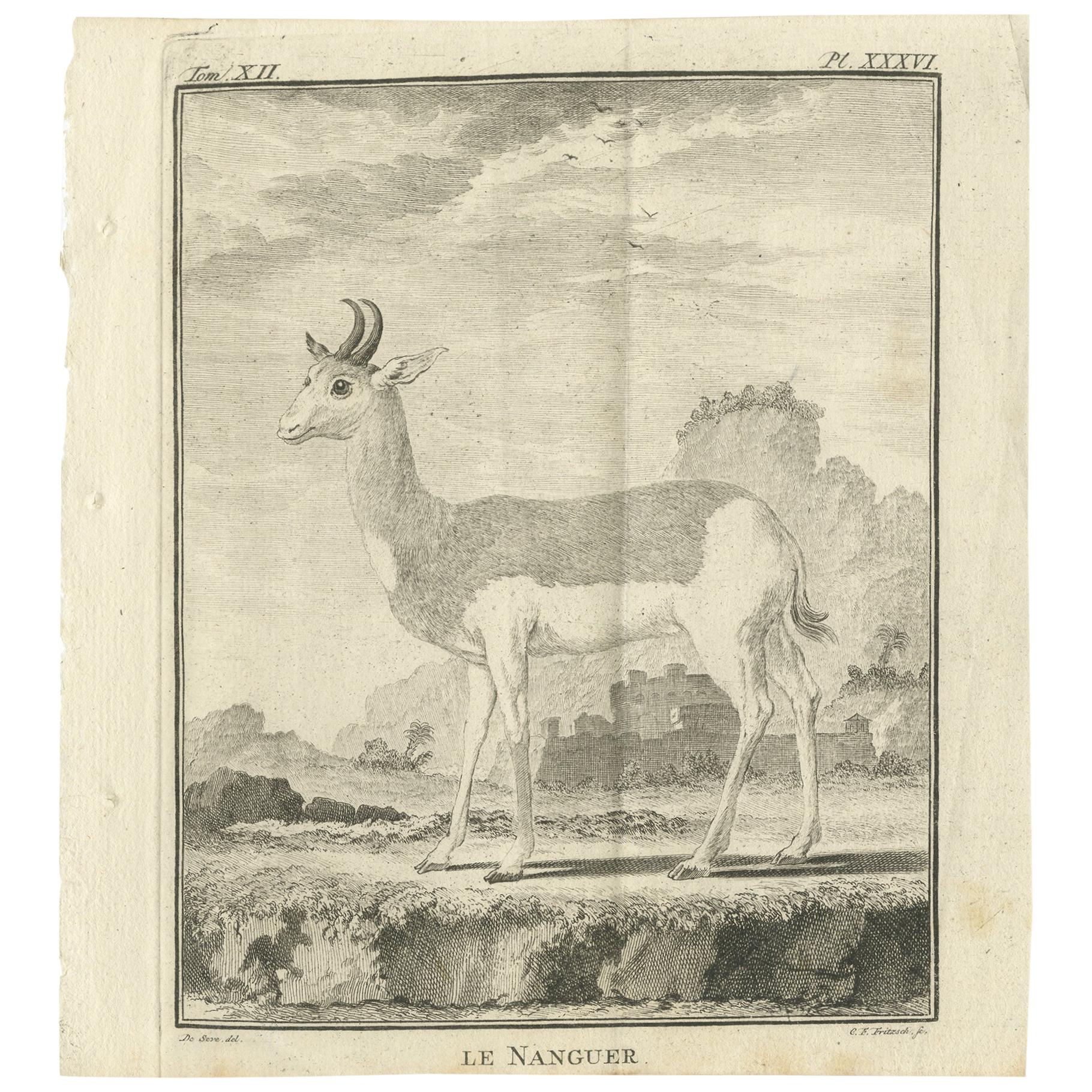Pl. 36 Stampa antica di una specie di antilope di Buffon, 1769