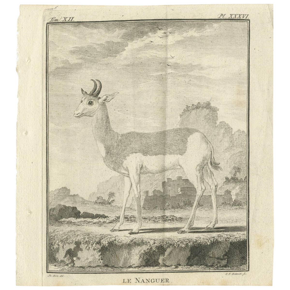 Pl. 36 Antique Print of an Antelope Species by Buffon, 1769