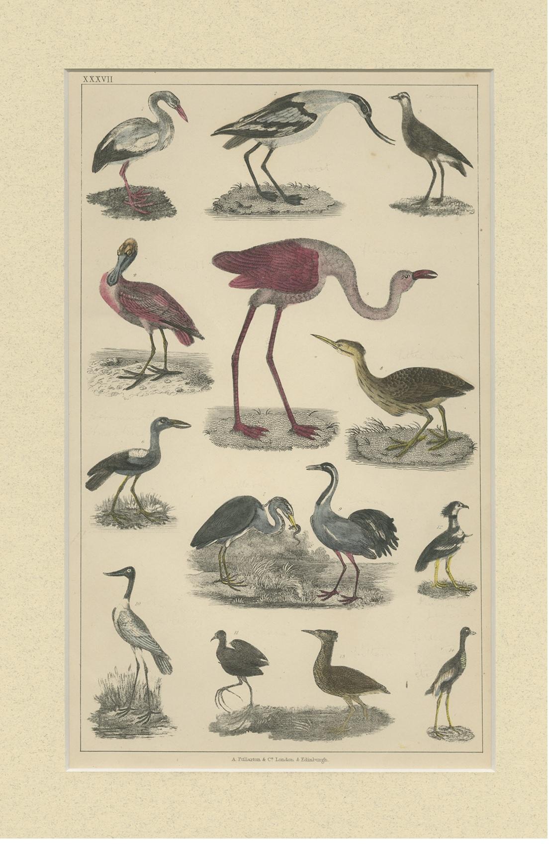 Untitled bird print featuring various bird species. This print originates from 'A History of the Earth and Animated Nature' by O. Goldsmith. Goldsmith's Animated Nature went through over twenty editions into the Victorian era and served as a popular