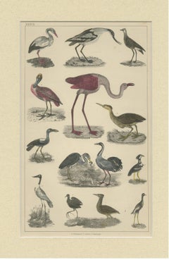 Antique Hand-Coloured Bird Engravings from Goldsmith’s Animated Nature, ca.1852
