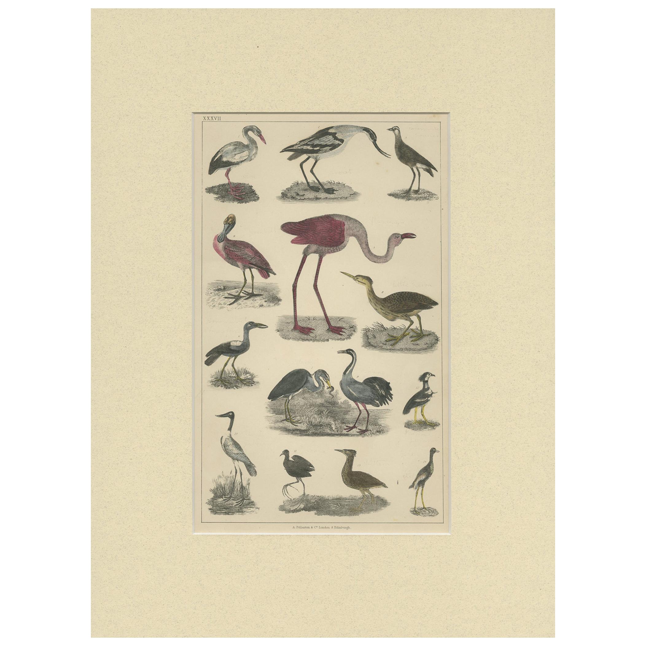 Pl. 37 Antique Print of Various Birds by Fullarton, circa 1852