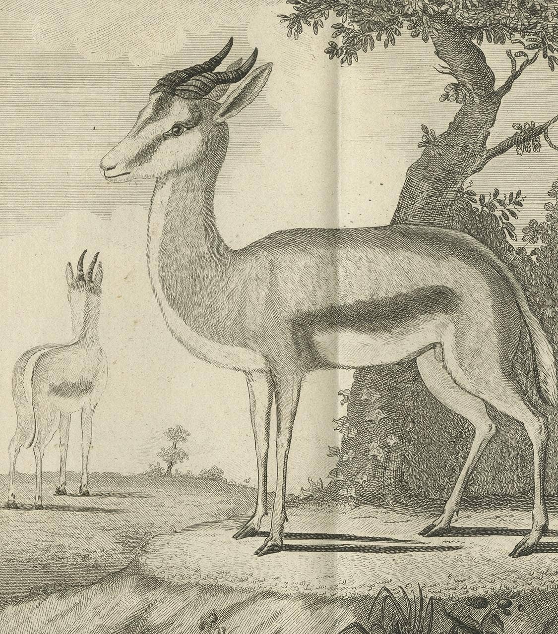 Pl. 52 Antique Print of a Gazelle Species by Buffon 'circa 1770'