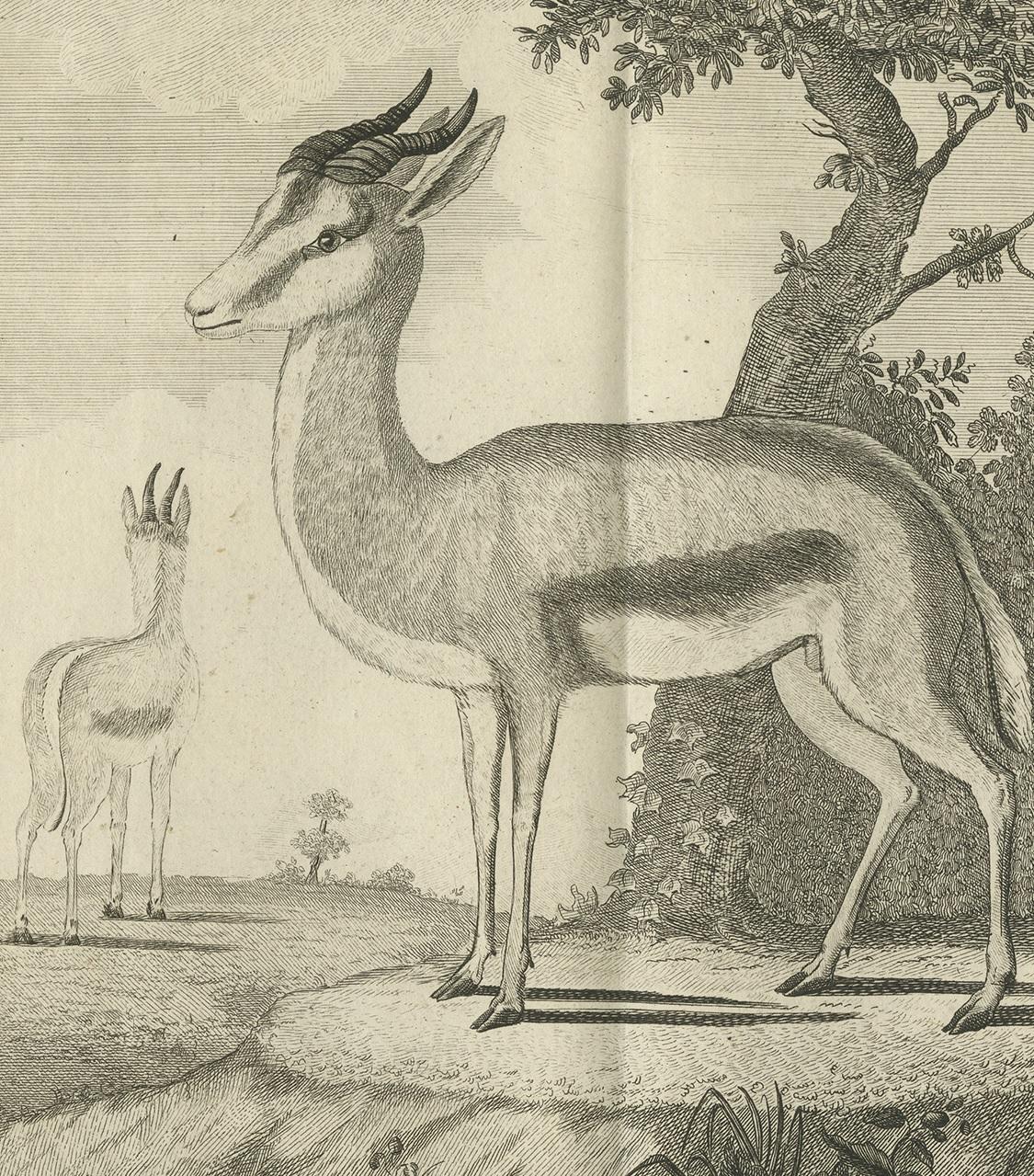 Pl. 52 Antique Print of a Gazelle Species by Buffon 'circa 1770' In Good Condition For Sale In Langweer, NL