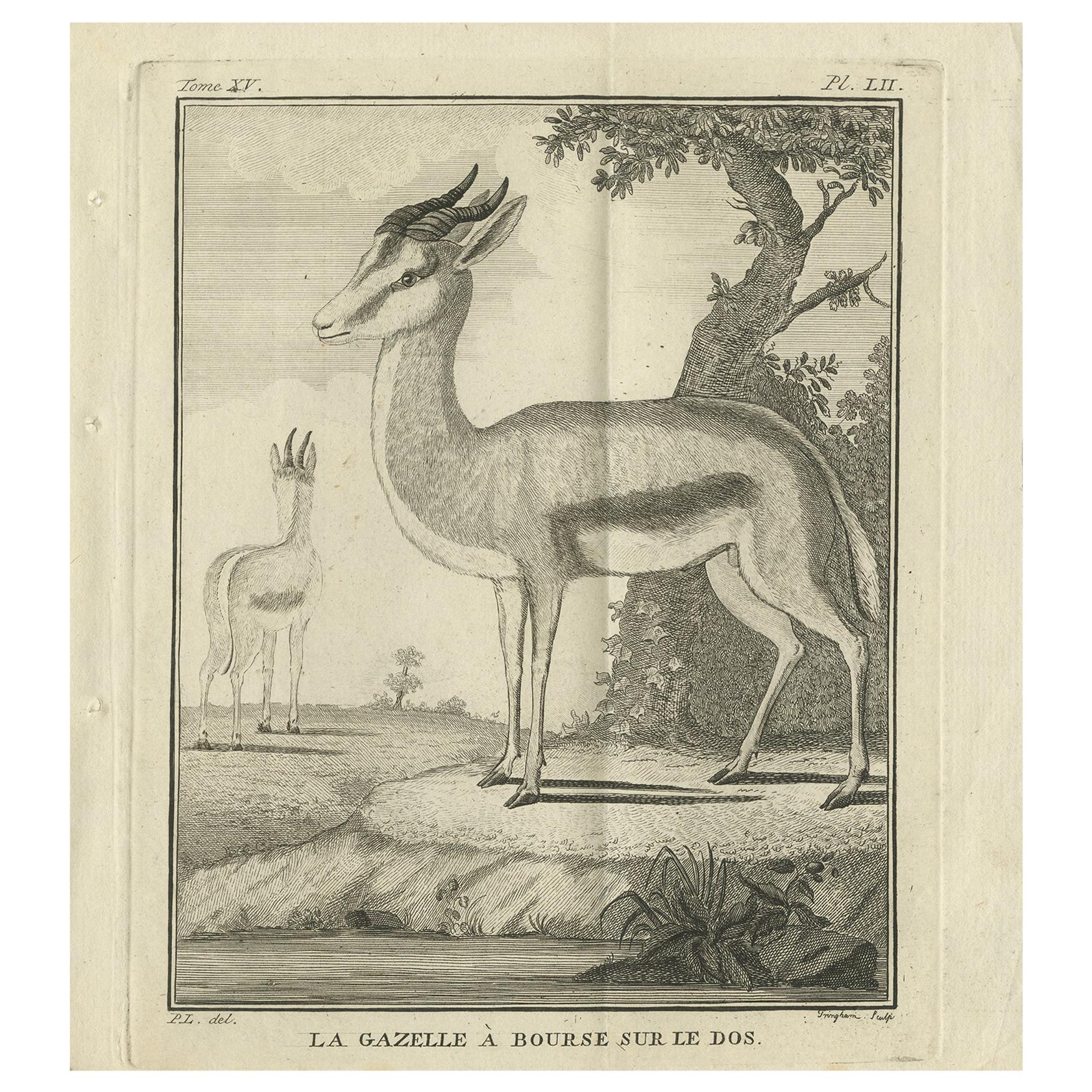 Pl. 52 Stampa antica di una specie di gazzella di Buffon 'circa 1770'. 52 Stampa antica di una specie di gazzella di Buffon 'circa 1770'