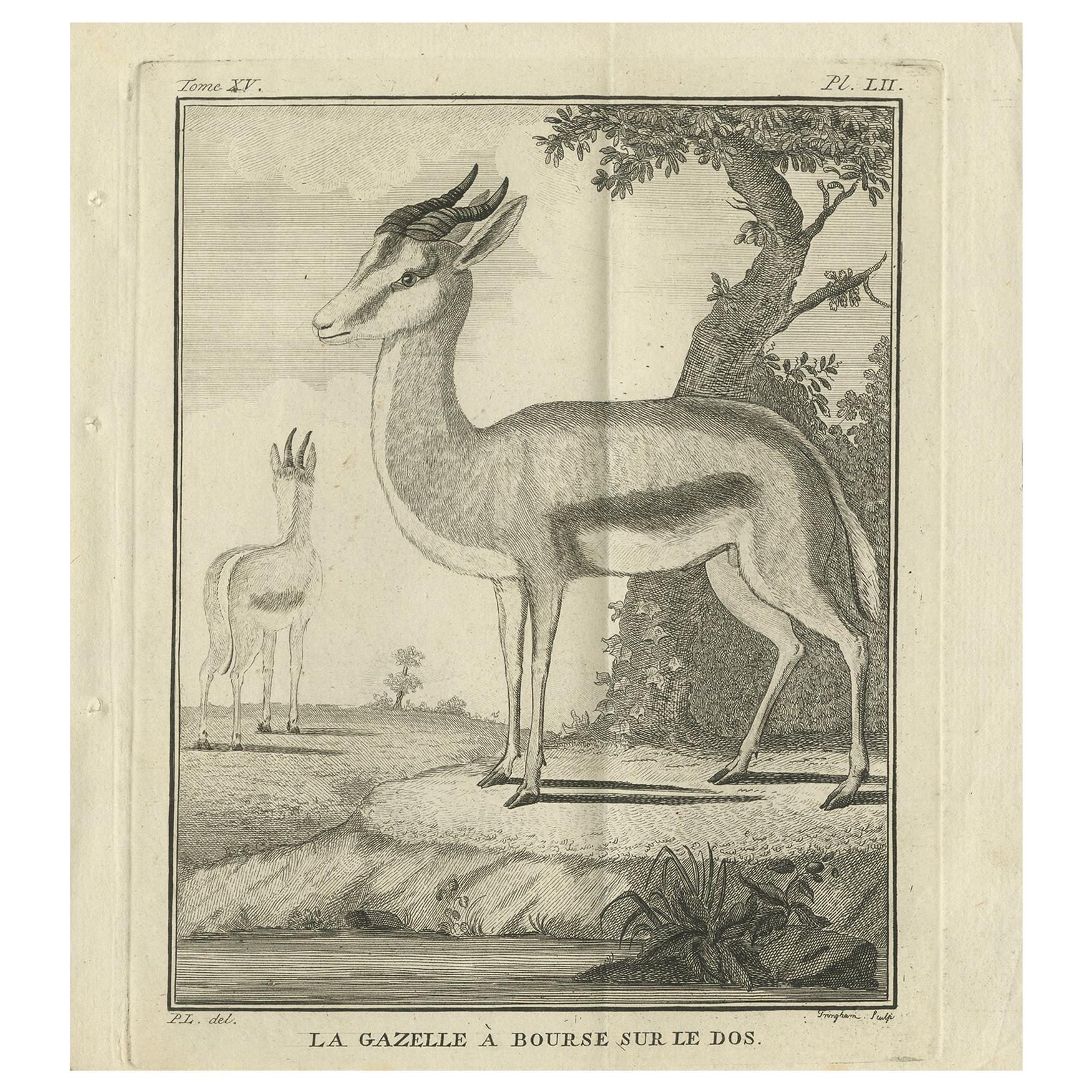 Pl. 52 Impression ancienne d'une espèce de gazelle par Buffon 'circa 1770'