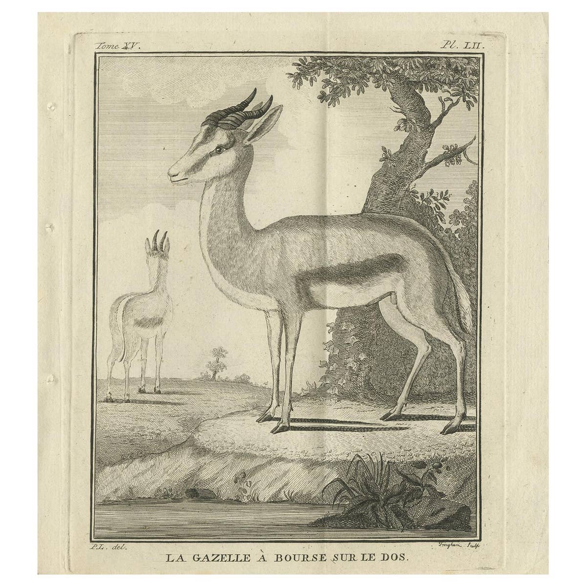 Pl. 52 Antique Print of a Gazelle Species by Buffon 'circa 1770'