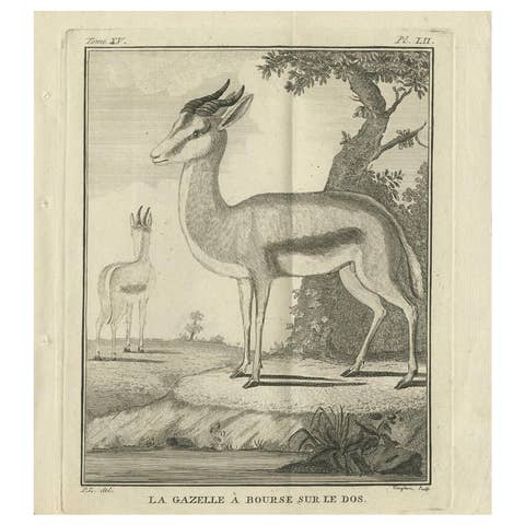 Pl. 52 Antique Print of a Gazelle Species by Buffon 'circa 1770'