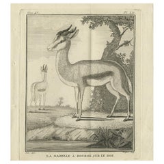 Pl. 52 Impression ancienne d'une espèce de gazelle par Buffon 'circa 1770'