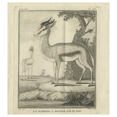 Pl. 52 Stampa antica di una specie di gazzella di Buffon 'circa 1770'. 52 Stampa antica di una specie di gazzella di Buffon 'circa 1770'