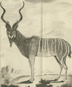 Pl. 53 Antique Print of an Antelope Species by Buffon 'circa 1770'