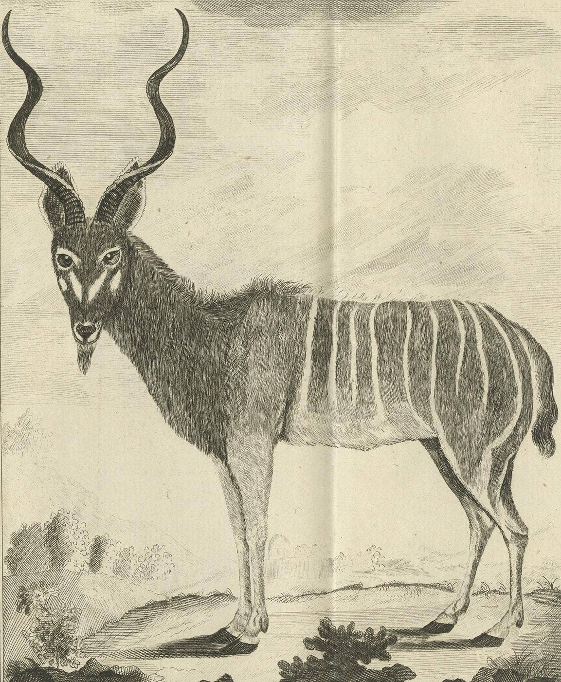 Pl. 53 Antique Print of an Antelope Species by Buffon 'circa 1770'