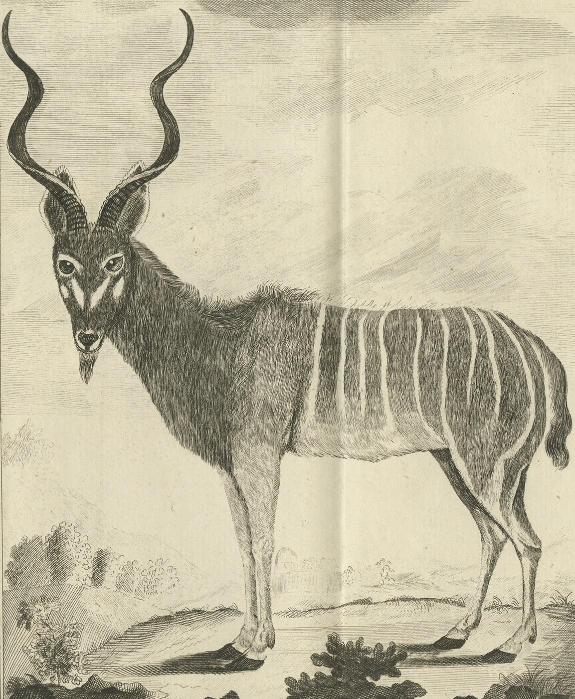 Pl. 53 Antique Print of an Antelope Species by Buffon 'circa 1770' In Good Condition For Sale In Langweer, NL