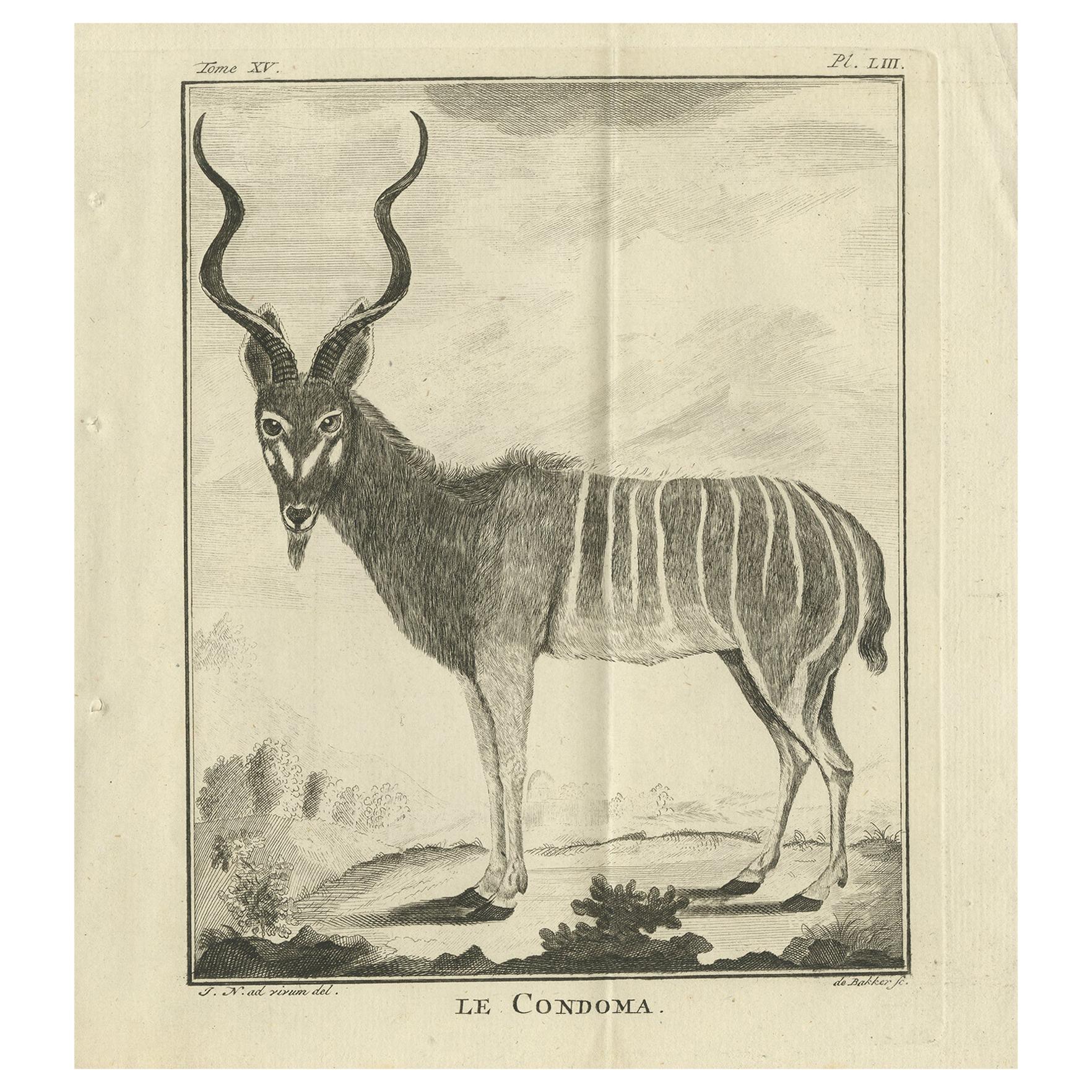 Pl. 53 Antique Print of an Antelope Species by Buffon 'circa 1770'