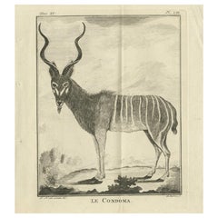 Pl. 53 Stampa antica di una specie di antilope di Buffon "circa 1770