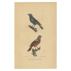 Pl. 55 55 Grabado antiguo de un Escribano y un Camachuelo de Lejeune "c.1830