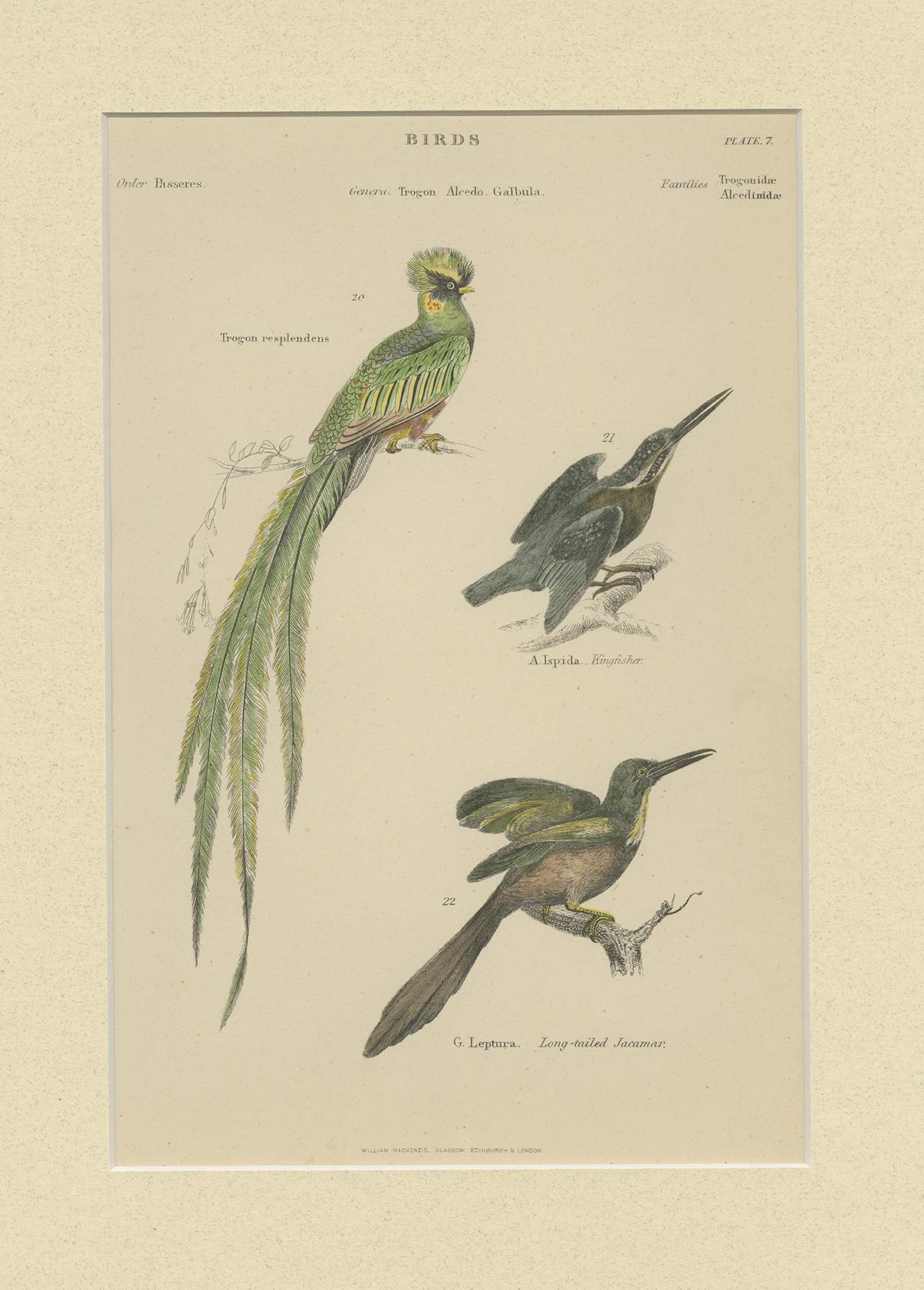 Antique print titled 'Birds'. Print of various birds including the trogon, kingfisher and jacamar. This print originates from 'The Museum of Natural History' by John Richardson. Published by William Mackenzie.

Passepartout included.