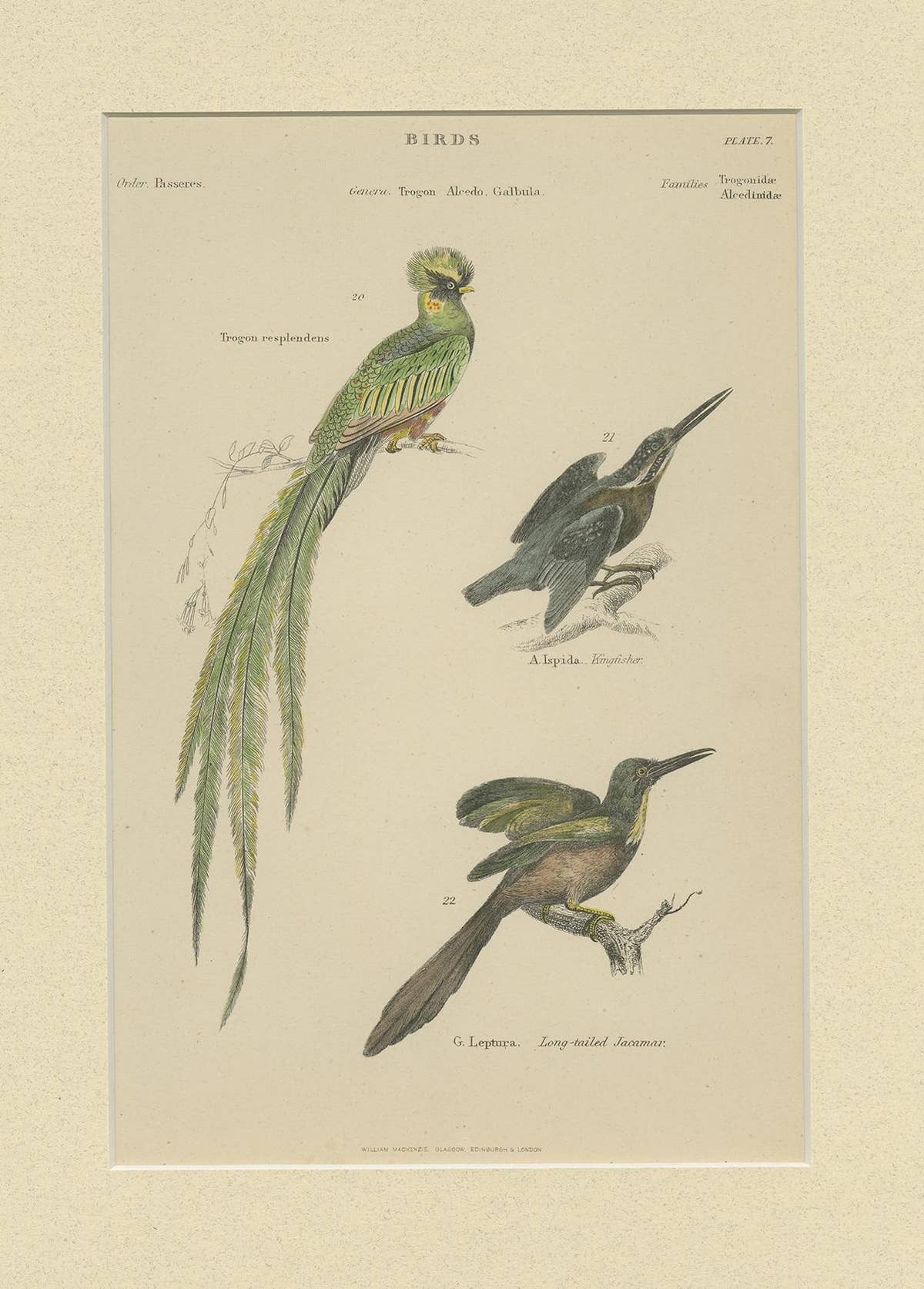 Pl. 7 Antique Print of Various Birds by Richardson 'circa 1860'