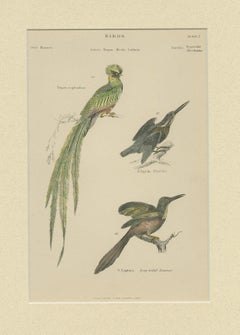 Pl. 7 Stampa antica di vari uccelli di Richardson 'circa 1860'
