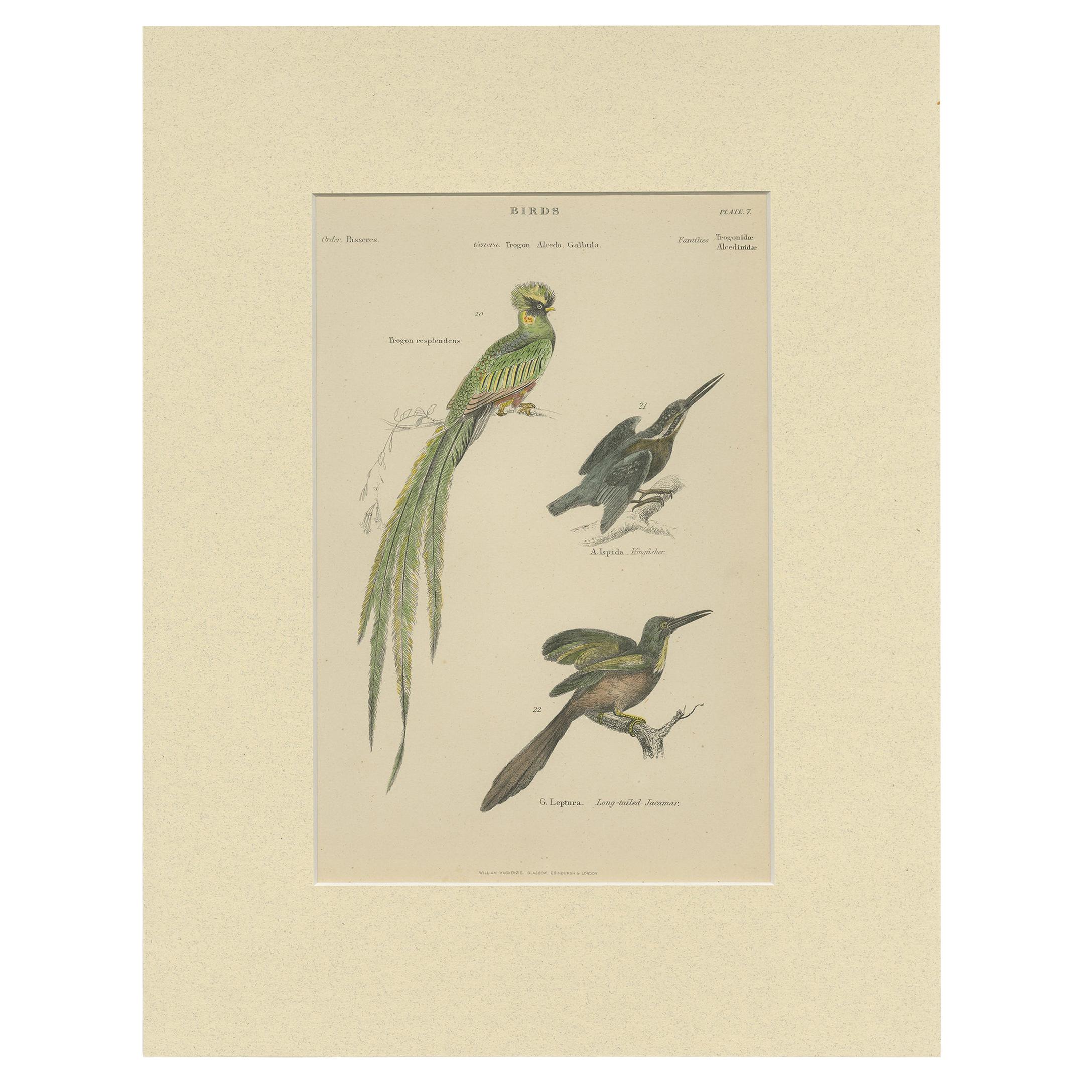 Pl. 7 Stampa antica di vari uccelli di Richardson 'circa 1860'