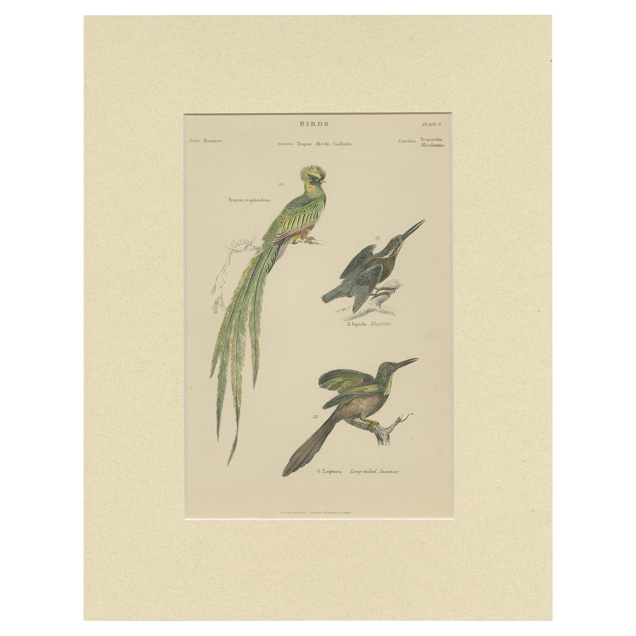 Pl. 7 Impression ancienne de divers oiseaux par Richardson 'circa 1860'