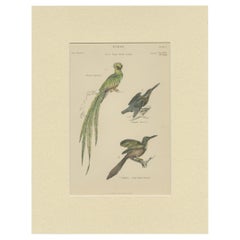 Pl. 7 Antique Print of Various Birds by Richardson 'circa 1860'