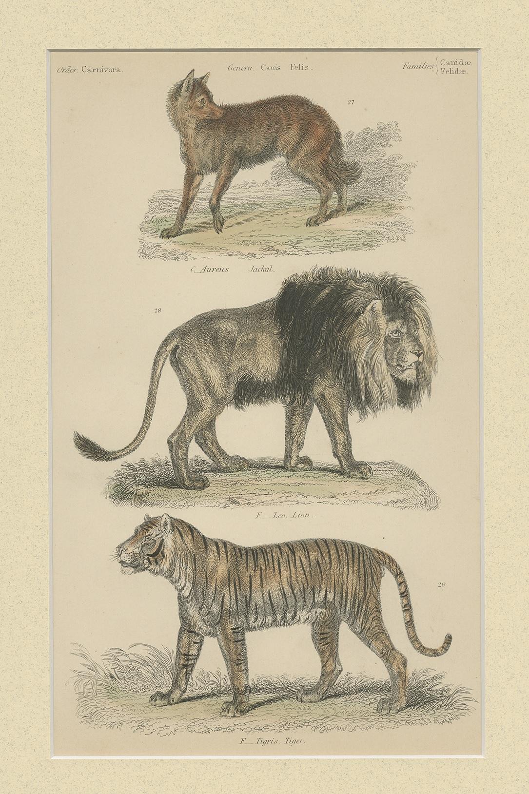 Antique print titled 'Mammalia'. Print of a jackal, lion and tiger. This print originates from 'The Museum of Natural History' by John Richardson. Published by William Mackenzie.

Passepartout included.
