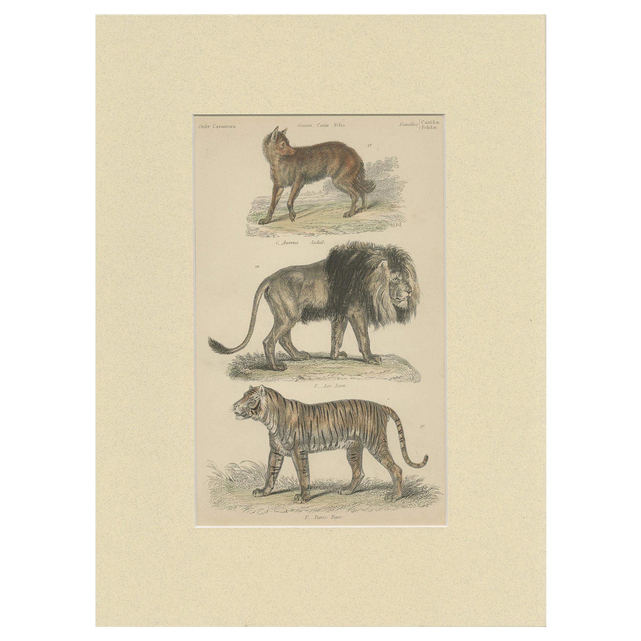 Pl. 8 Impression ancienne d'un chacal:: d'un lion et d'un tigre par Richardson:: vers 1860 en vente