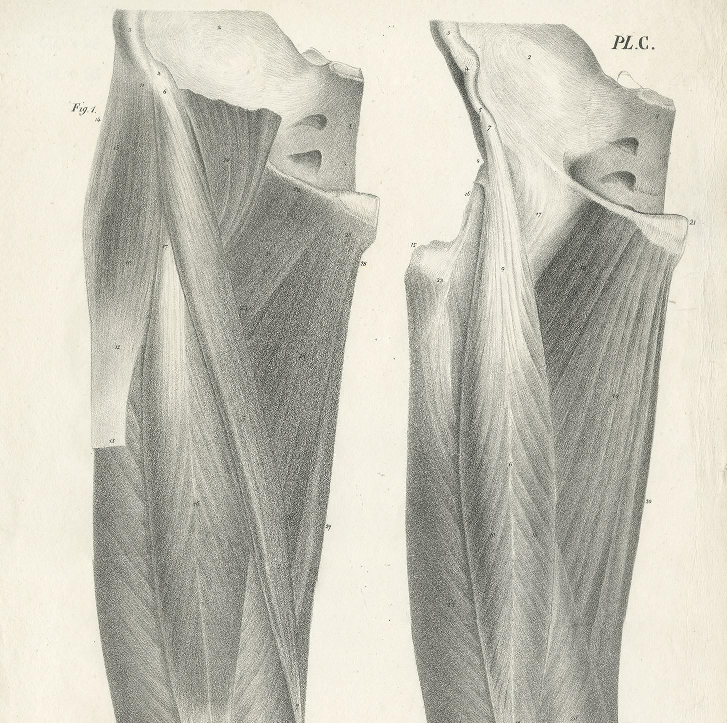 Pl. C Antique Anatomy / Medical Print of the Thigh by Cloquet '1821' In Good Condition For Sale In Langweer, NL