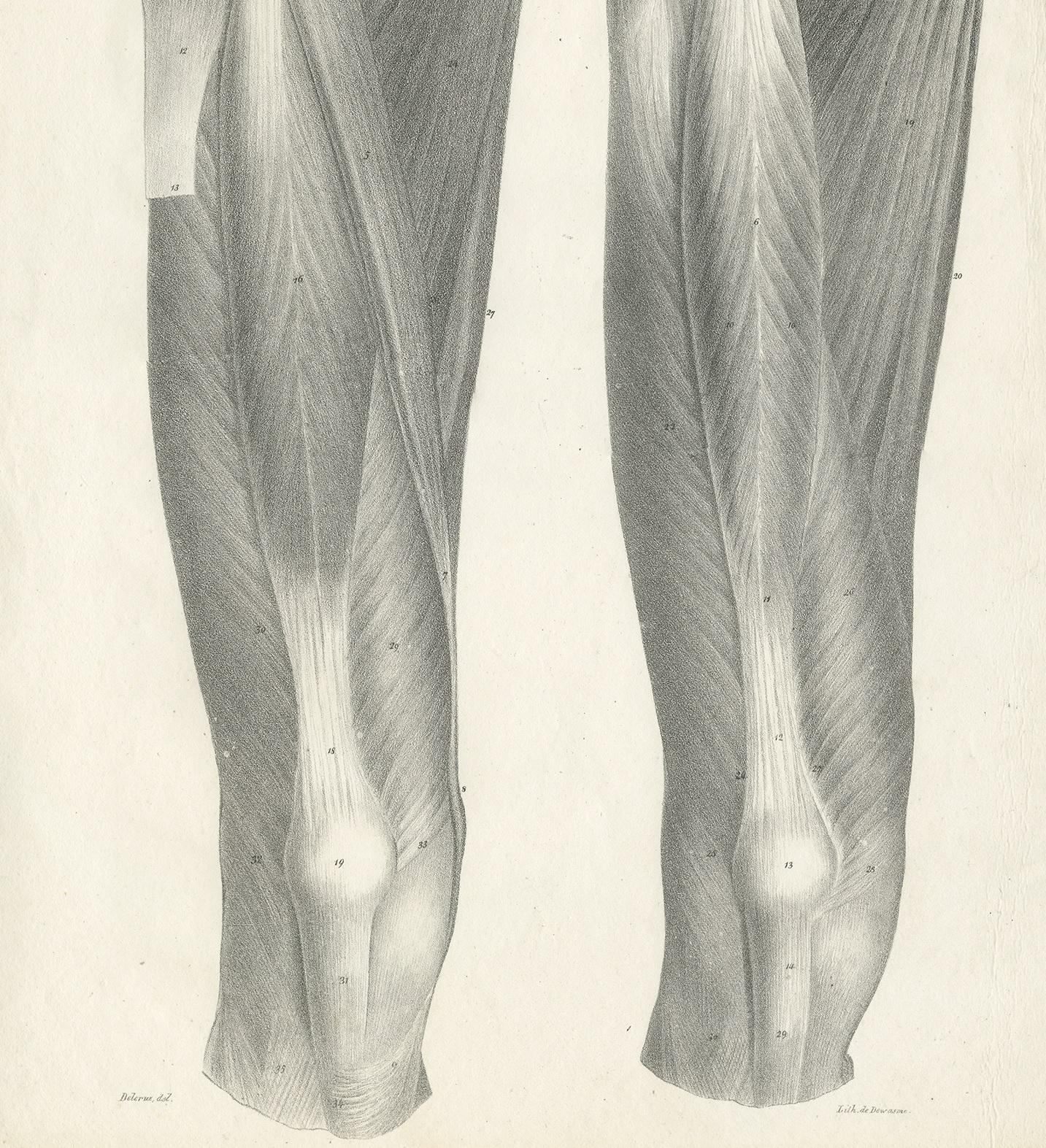 19th Century Pl. C Antique Anatomy / Medical Print of the Thigh by Cloquet '1821' For Sale
