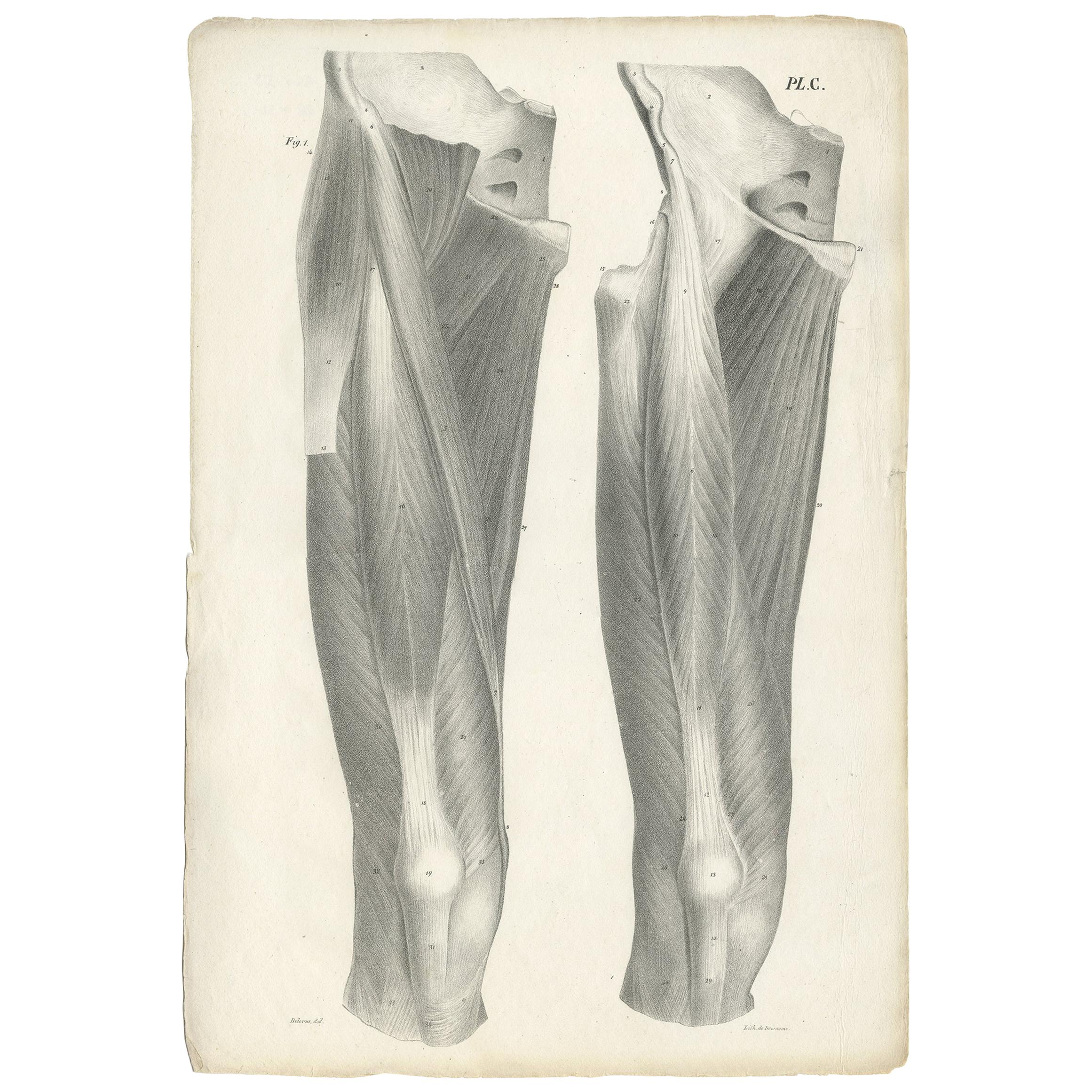 Pl. C Antique Anatomy / Medical Print of the Thigh by Cloquet '1821'