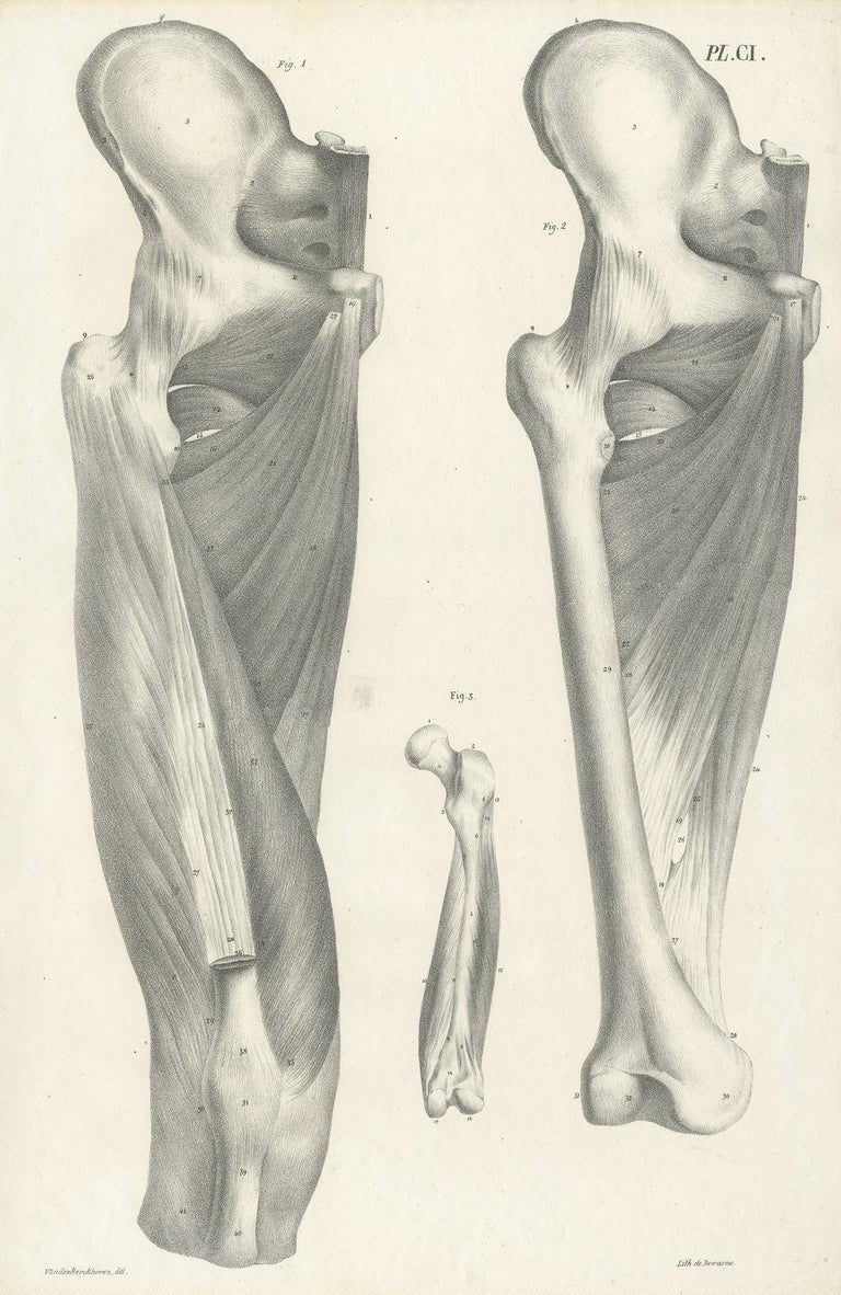 Pl. CI Antique Anatomy / Medical Print of the Thigh by Cloquet, '1821 ...