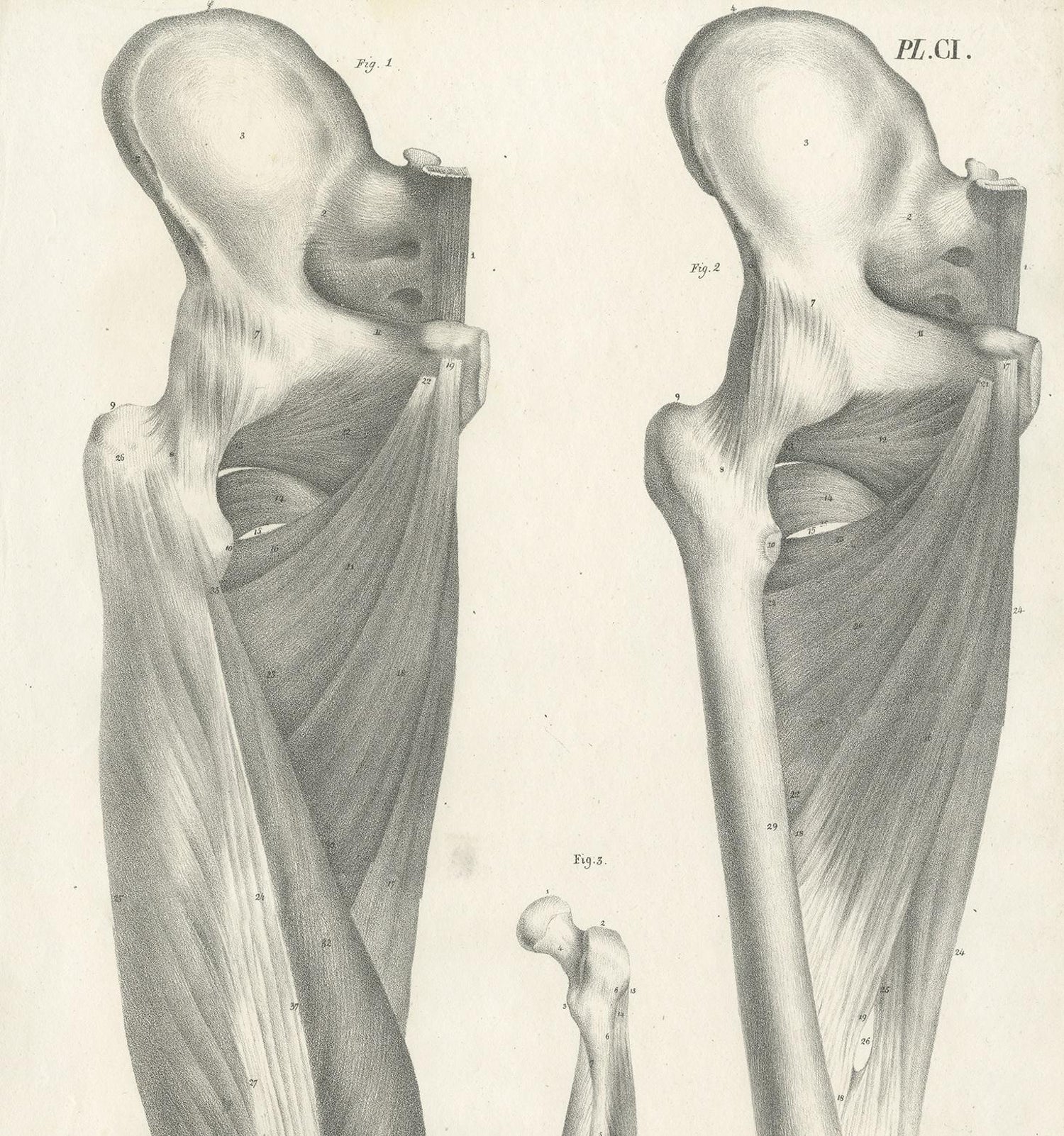 Pl Ci Antique Anatomy Medical Print Of The Thigh By Cloquet 11 For Sale At 1stdibs