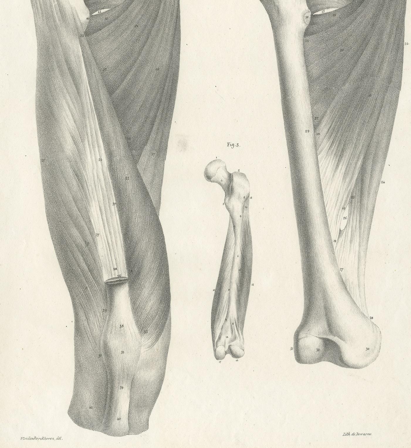 Pl. CI Antique Anatomy / Medical Print of the Thigh by Cloquet, '1821' In Good Condition For Sale In Langweer, NL