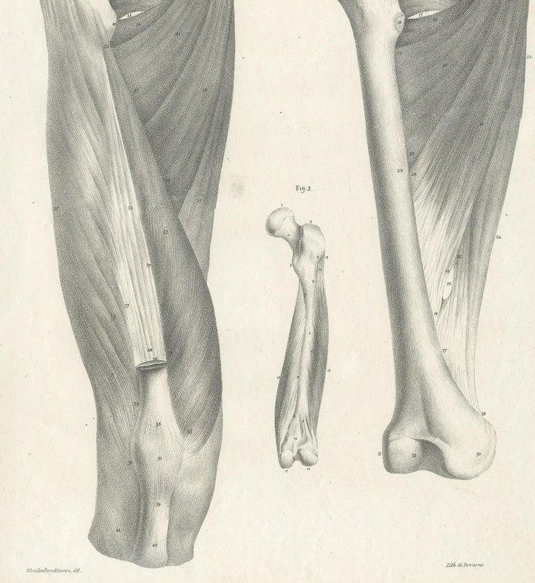 Pl. CI Antique Anatomy / Medical Print of the Thigh by Cloquet, '1821 ...