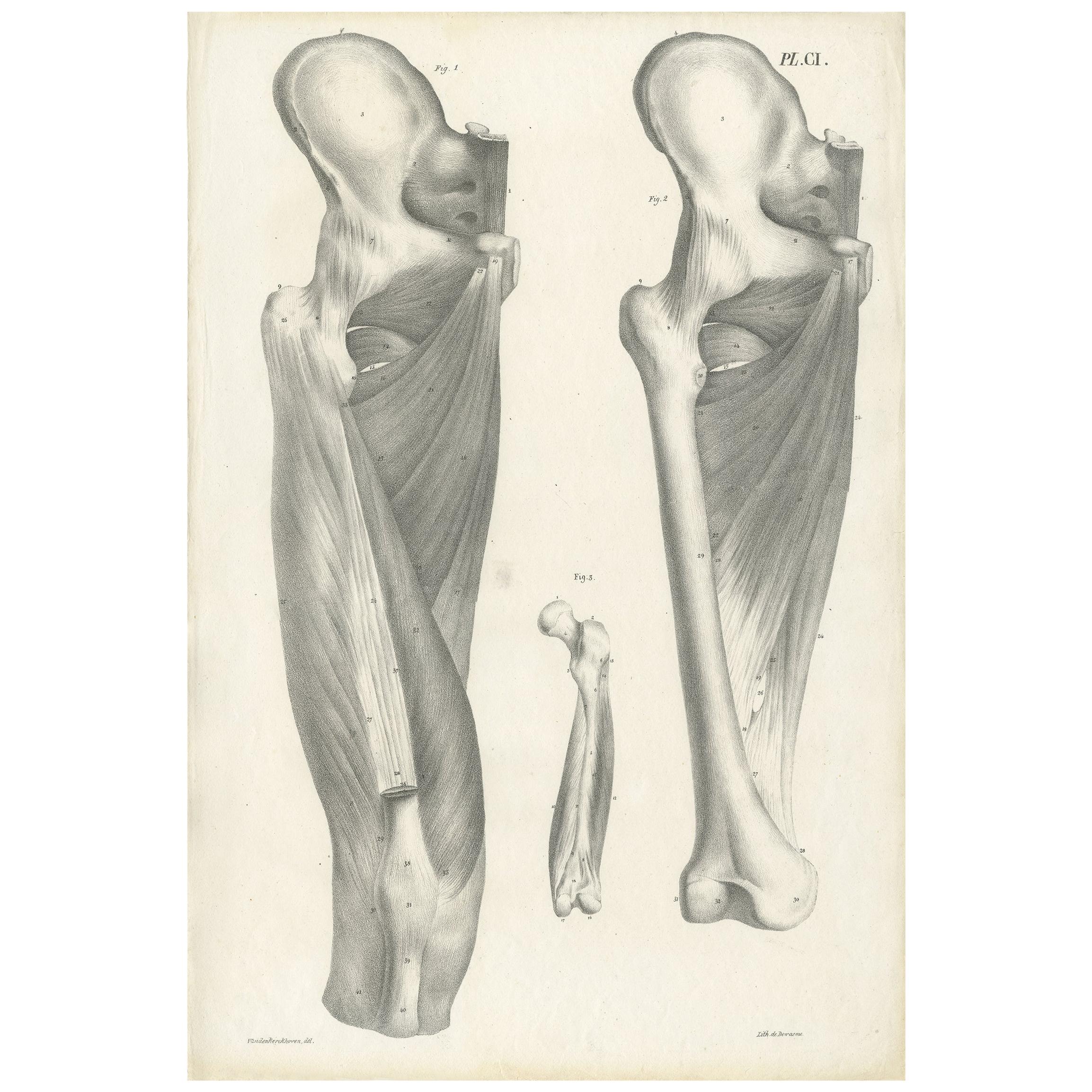 Pl. CI Antique Anatomy / Medical Print of the Thigh by Cloquet, '1821' For Sale